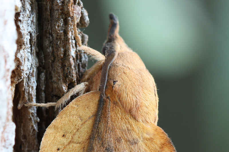 Gastropacha populifolia
